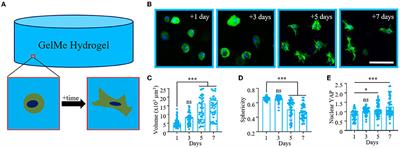 Porous Scaffold-Hydrogel Composites Spatially Regulate 3D Cellular Mechanosensing